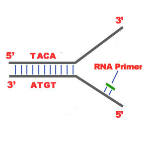 Binding of RNA Primase